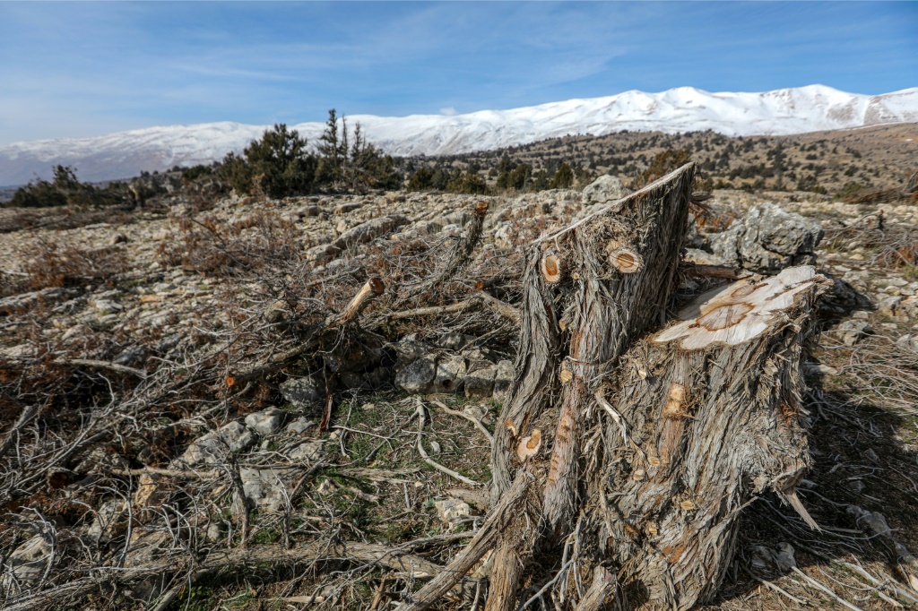 The trunk of a felled juniper tree is seen near the Lebanese village of Barqa