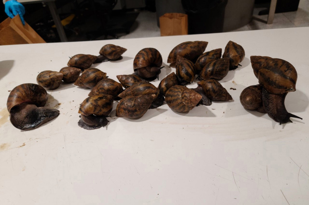 Ghanaian traveler trends in US JKF Airport for packing 22 giant snails and prekese in his luggage