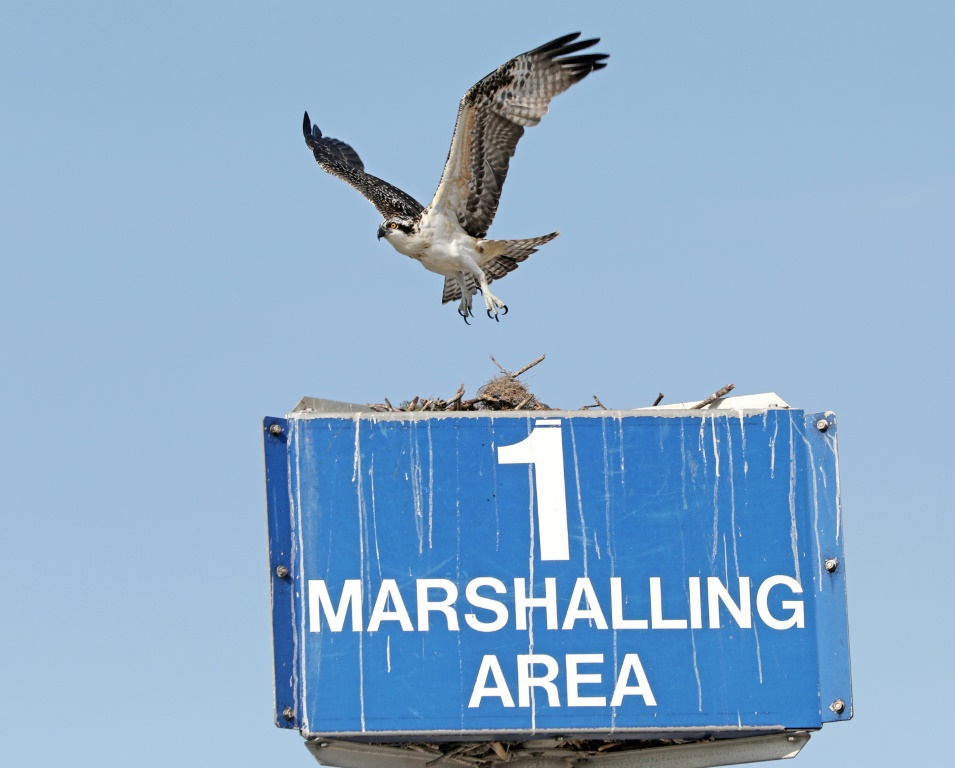 An osprey takes flight from a nest it was building at the Kennedy Space Center in Florida
