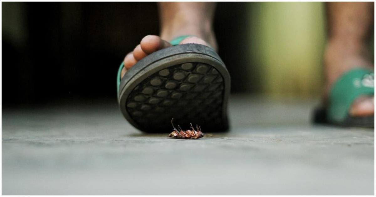 Stepping on a cockroach
