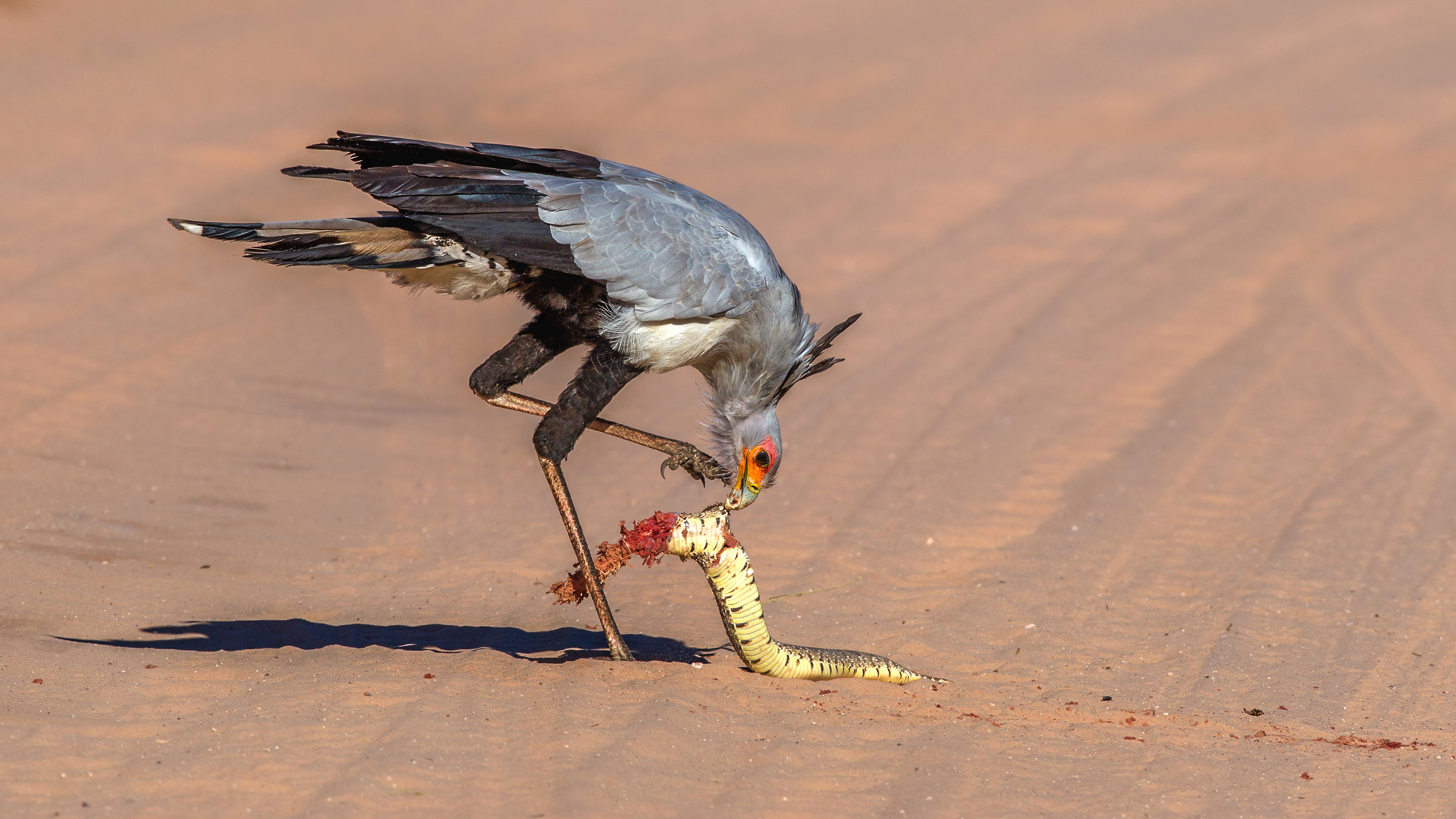 A secretary bird eating a puff adder snake
