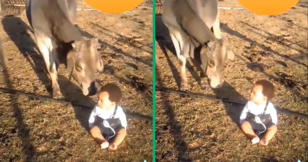 A man placed his baby in front of cows to test its DNA, and the video sparked discussion on Twitter