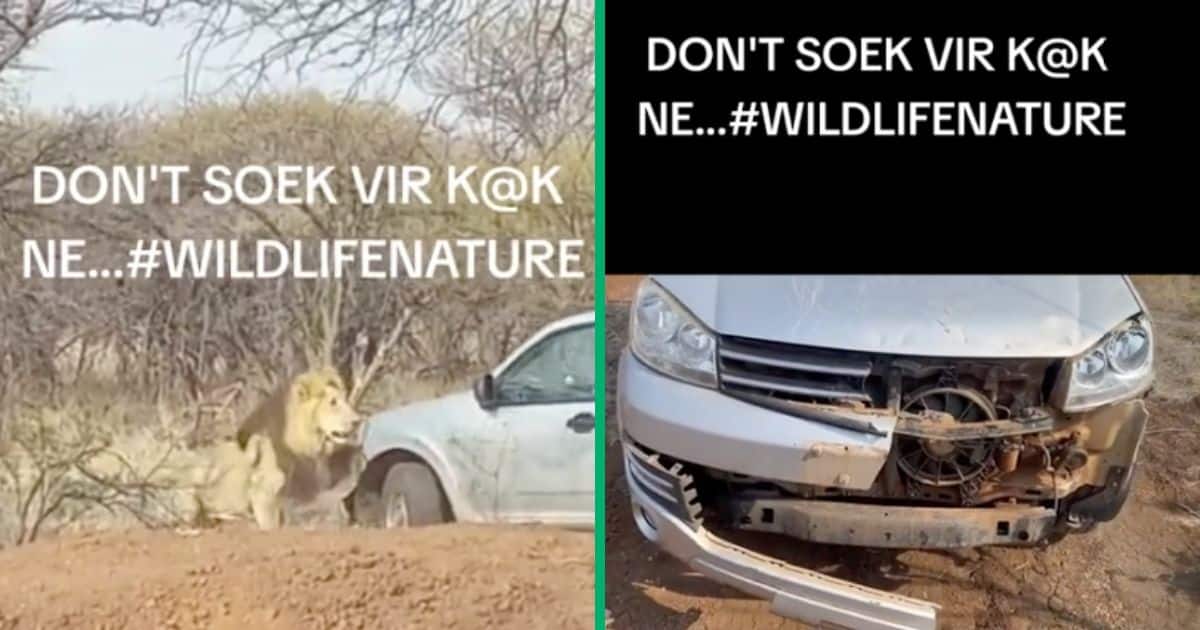 Limpopo lion bites man's bumper in Tiktok video, peeps make jokes in the comments