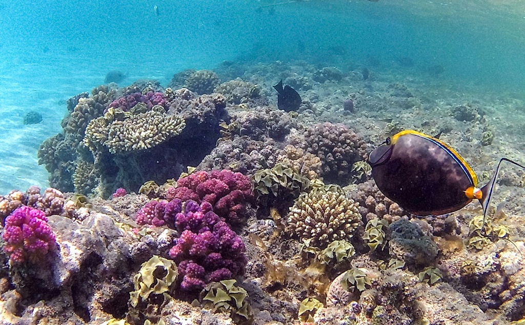 Orange-spine unicorn fish (Naso lituratus) swim by a coral reef