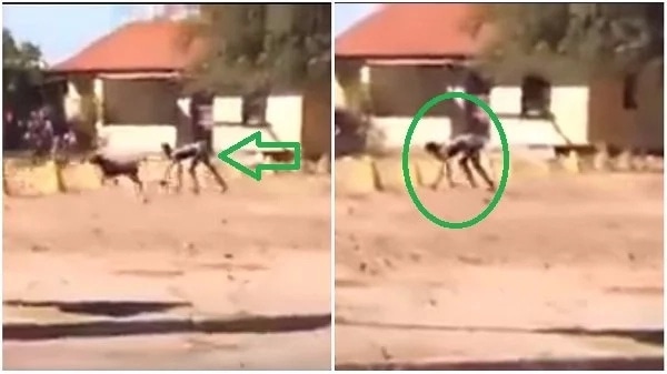 Half human half dog allegedly spotted in South Africa